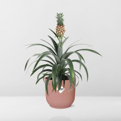 Ananas Mi Amigo Zimmerpflanze 14cm im ELHO Vibes Fold Topf | Pflanzfix24