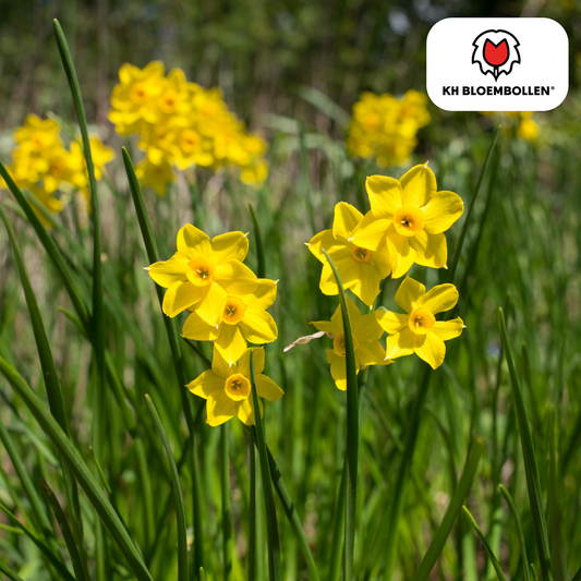 Baby Boomer narcis 25 stuks - Pflanzfix24