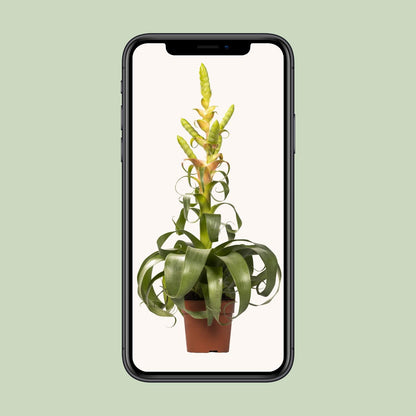 Tillandsia Samantha - Ø12cm - ↕55cm bei Pflanzfix24