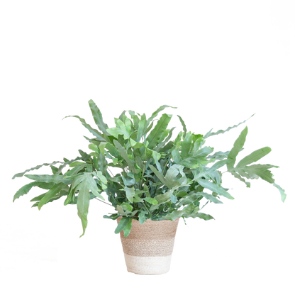 Phlebodium Aureum 'Blue Star' mit Korb Lissabon weiß - 40cm - Ø17 - Pflanzfix24