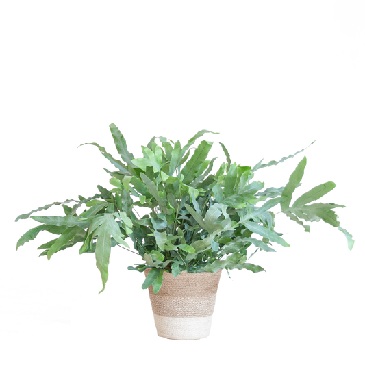 Phlebodium Aureum 'Blue Star' mit Korb Lissabon weiß - 40cm - Ø17 - Pflanzfix24