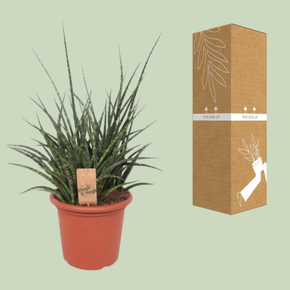 Sansevieria Fernwood Punk - Ø25cm - ↕60cm - Pflanzfix24
