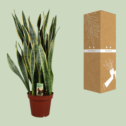 Sansevieria Laurentii P26 - Extra Dik - Ø27cm - ↕100cm - Pflanzfix24