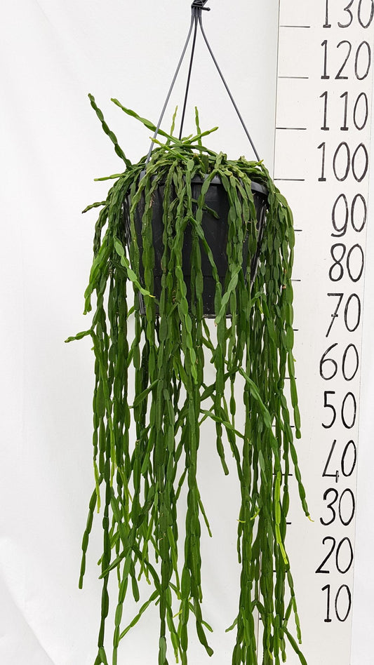 Rhipsalis Paradoxa - Ø25cm - ↕70cm bei Pflanzfix24