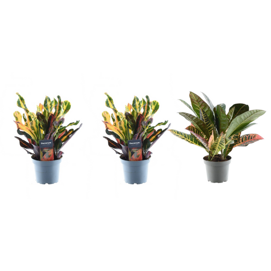 3x Croton Codiaeum mix - 30 cm - ø12 bei Pflanzfix24.de - Pflanzfix24.de