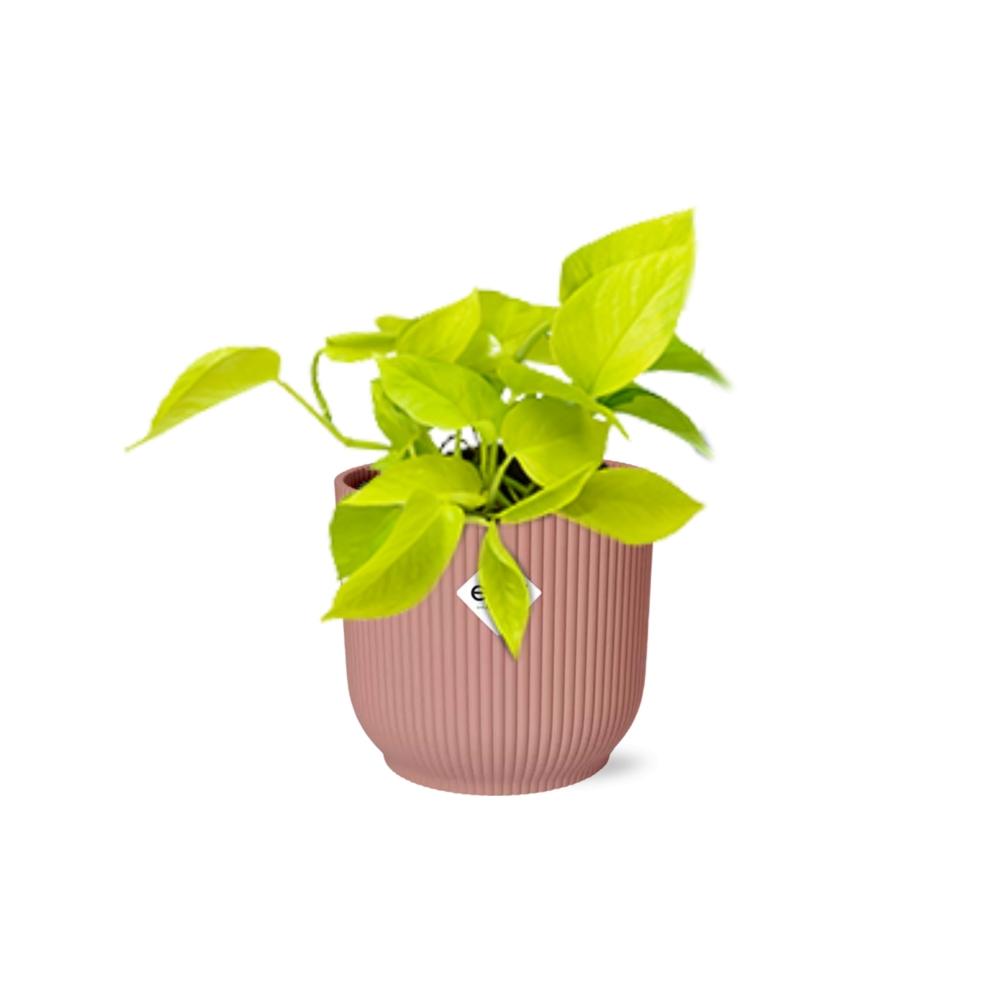 Epipremnum Pinnatum 'Golden Pothos' - pflanzfix24
