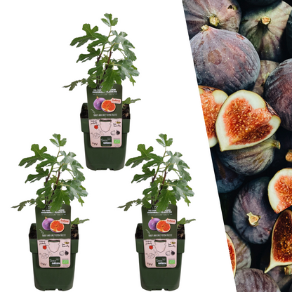 3 x Bio-Feigenbäume - Ø 13 cm - ↨ 20 cm bei Pflanzfix24