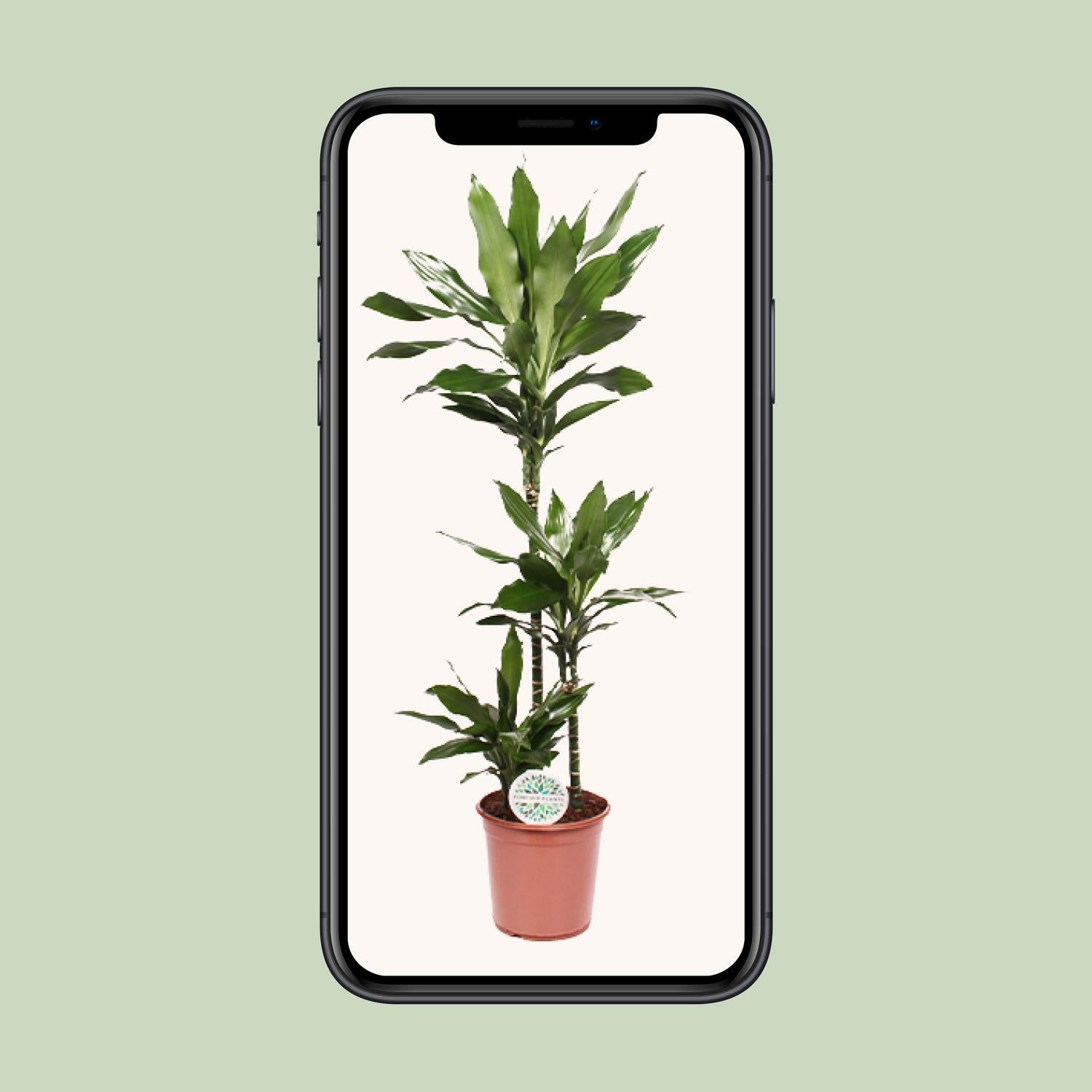 Dracaena Janet Lind - Ø24cm - ↕130cm bei Pflanzfix24.de - Pflanzfix24.de