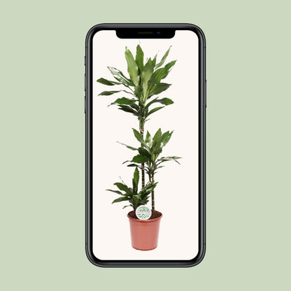 Dracaena Janet Lind - Ø24cm - ↕130cm bei Pflanzfix24.de - Pflanzfix24.de