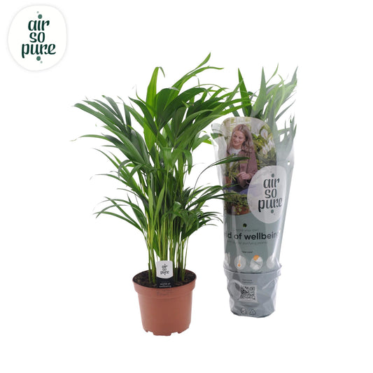 Dypsis Lutescens - Ø17cm - ↕65cm bei Pflanzfix24.de - Pflanzfix24.de