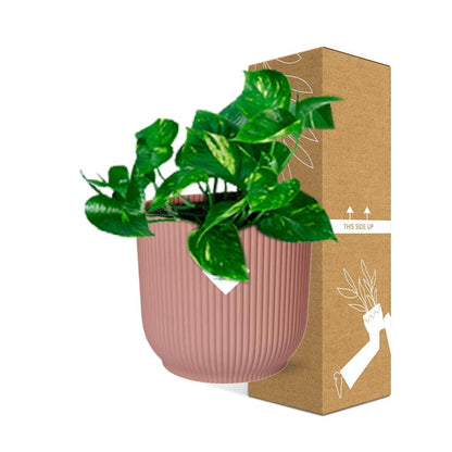 Epipremnum Pinnatum 'Aureum' in ELHO Vibes Fold 14cm roze - Pflanzfix24