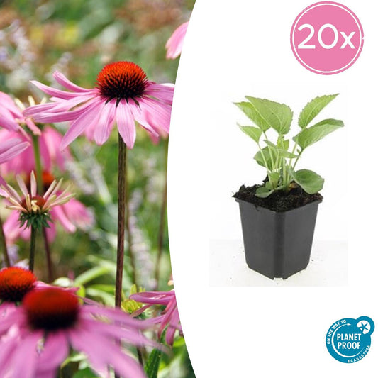 20x Echinacea purpurea 'Magnus' Ø9cm – Purpur-Sonnenhut bei Pflanzfix24