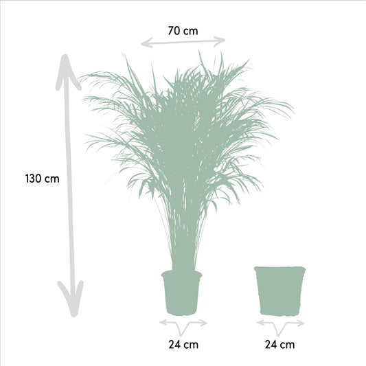 Areca-Palme mit Korb - 130cm - Pflanzfix24