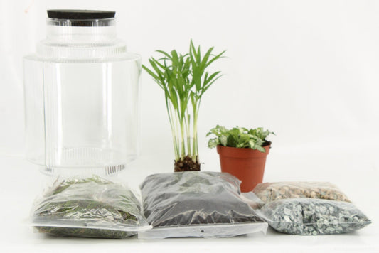 Terrarium Arrangement (DIY) - Ø17cm - ↕25cm - Pflanzfix24