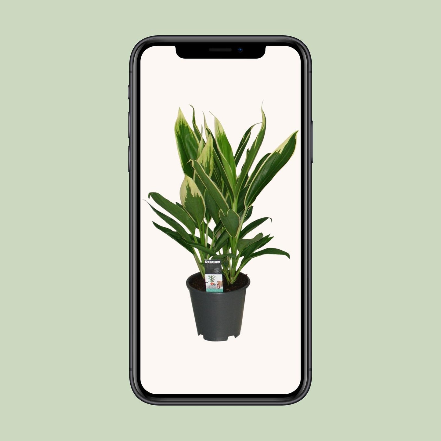 Cordyline New Conga - Ø19cm - ↕60cm - Pflanzfix24