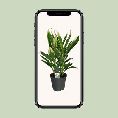 Cordyline New Conga - Ø19cm - ↕60cm - Pflanzfix24