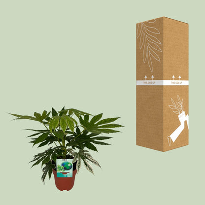 Fatsia Japonica Spiderweb - Ø19cm - ↕60cm - pflanzfix24