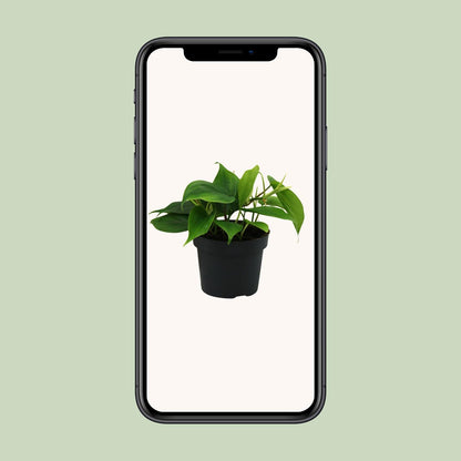 Philodendron Scandens 20cm Ø12cm – Pflegeleichte Zimmerpflanze | Pflanzfix24.de - Pflanzfix24.de