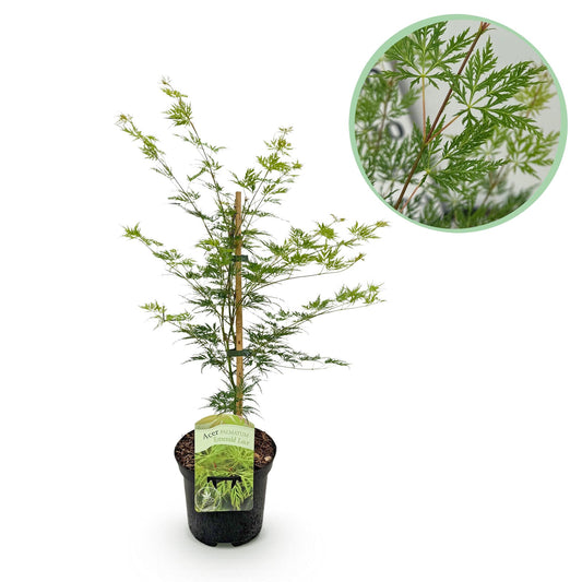 Japanischer Ahorn Acer palmatum Emerald Lace 1 Pflanze Ø19cm | Pflanzfix24