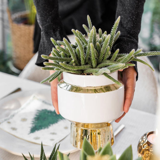 Kolibri Greens 2er Succulenten-Set im Le Chic Goldtopf | Pflanzfix24.de - Pflanzfix24.de