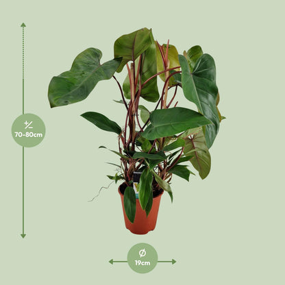 Philodendron Red Twins - Ø19cm - ↕75cm bei Pflanzfix24