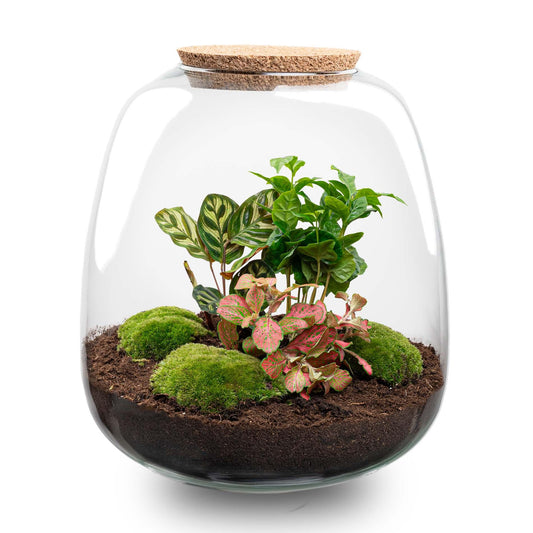 Plant Terrarium Emma DIY Kit mit Coffea Red | Pflanzfix24.de - Pflanzfix24.de