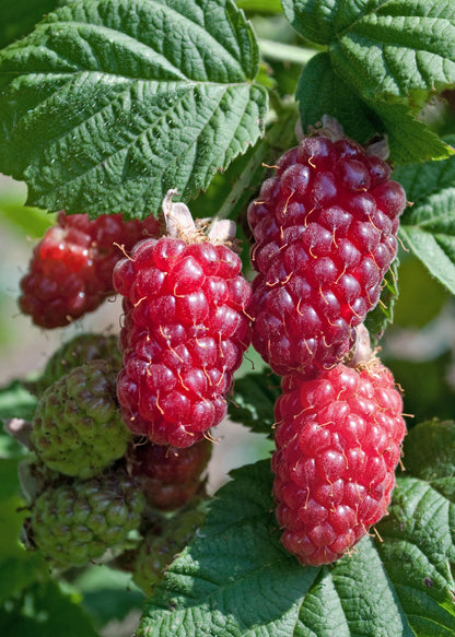 3x - Rubus mix - ↨45cm - Ø13 - Pflanzfix24