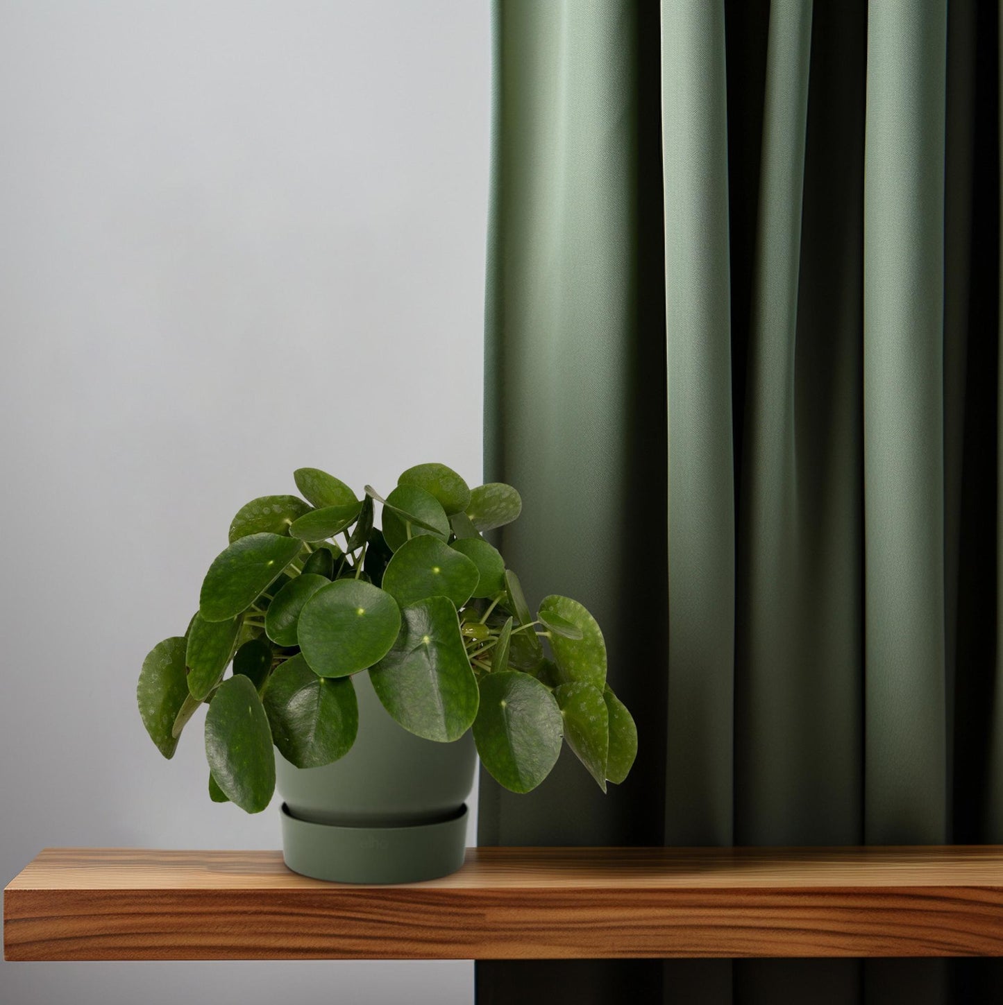 Pilea Peperomiodes - Pfannkuchenfabrik - Ø15cm - ↕25cm - Pflanzfix24