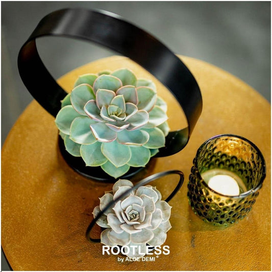 ROOTLESS Echeveria Medium Mix GIY Box - Pflanzfix24