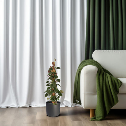 Philodendron Lupinum Mosstok - Pflanzfix24