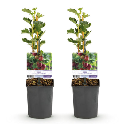Stachelbeere Ribes uva-crispa Hinnomäki Röd - 2 Pflanzen - Topf 11cm - Pflanzfix24