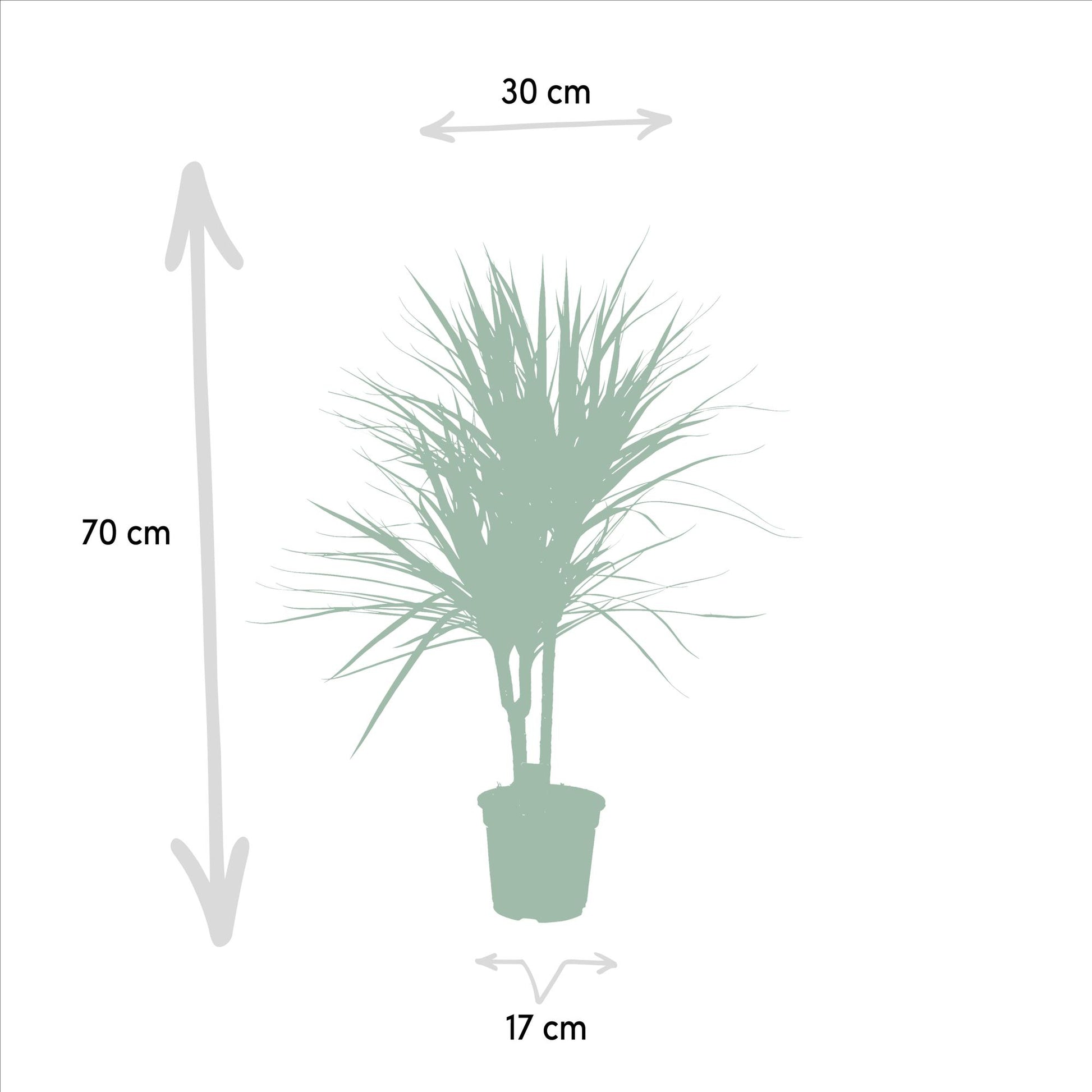 Dracaena Marginata - Ø17cm - ↕90cm bei Pflanzfix24.de - Pflanzfix24.de