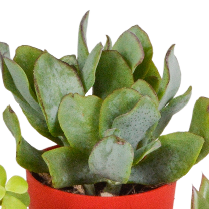 Vetplanten-Mischung 5x Sukkulenten 5,5 cm bunter Kunststofftopf | Pflanzfix24.de - Pflanzfix24.de