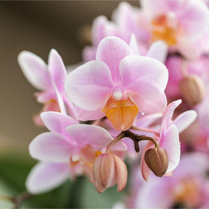 Rosa Phalaenopsis Orchidee 9cm – blühende Zimmerpflanze | Pflanzfix24