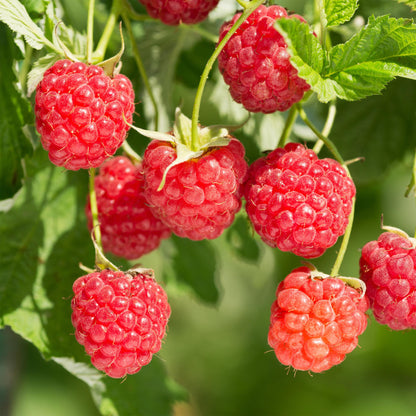 Pflanzfix24 - Himbeere - Rubus Malling Promise - 2 Pflanzen
