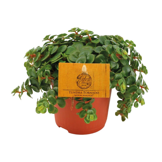 Sedum Tornado 15 cm im Topf Ø11 cm – Fetthenne von Pflanzfix24