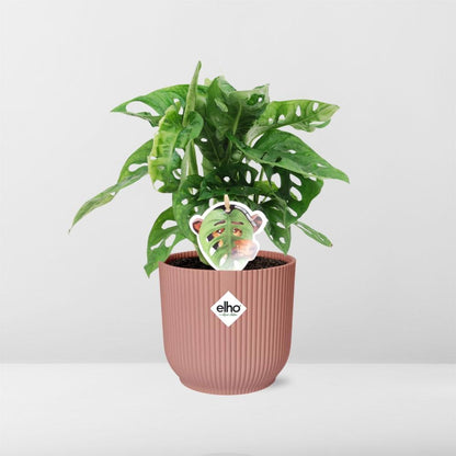 Monstera ‚Monkey Leaf‘ im ELHO Fold 14cm Topf rosa | Pflanzfix24