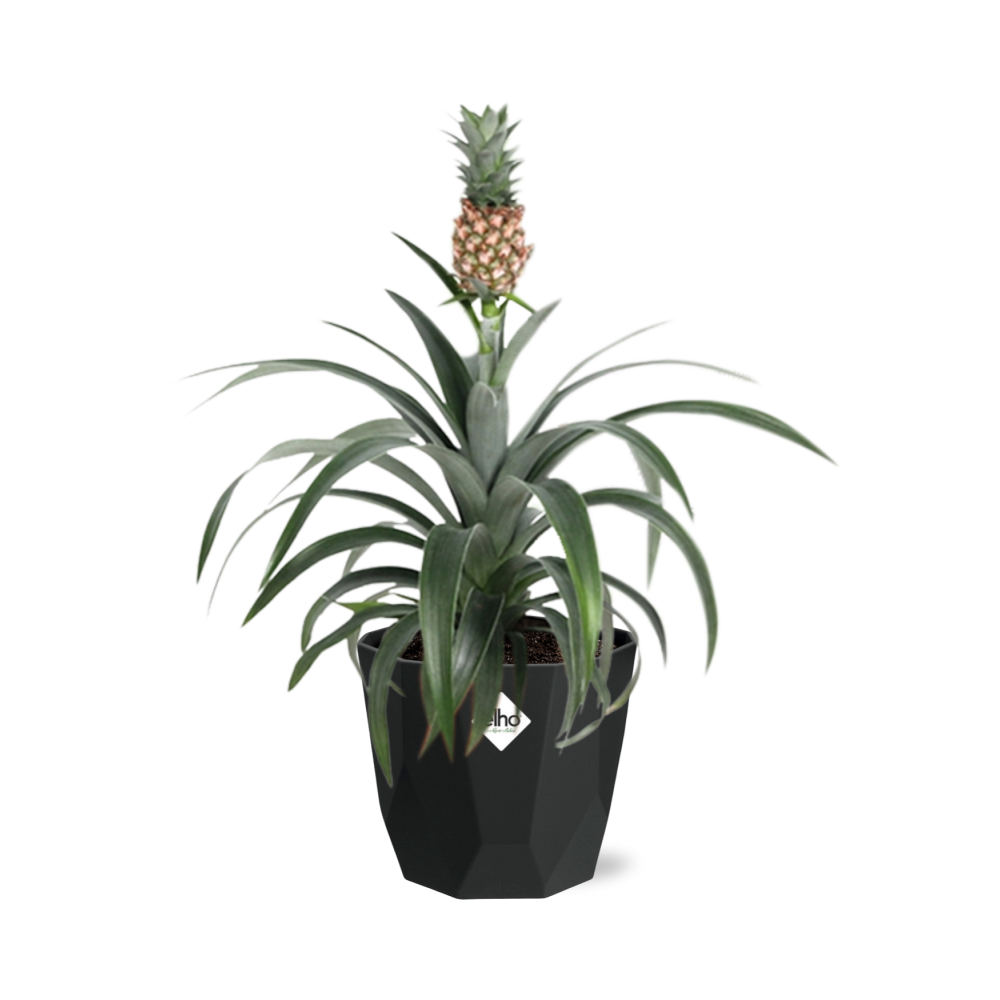 Ananas Mi Amigo in 14cm b.for rock living black - Pflanzfix24