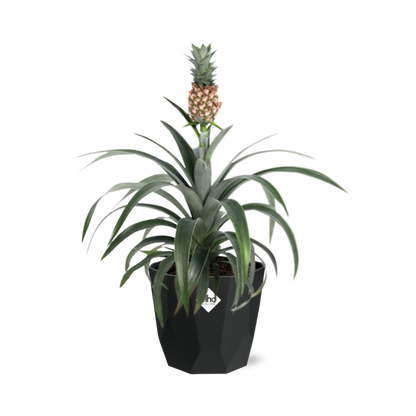 Ananas Mi Amigo in 14cm b.for rock living black - Pflanzfix24