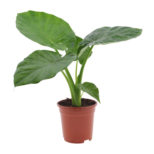 Alocasia Macrorrhiza - Ø17cm - ↕50cm - Pflanzfix24