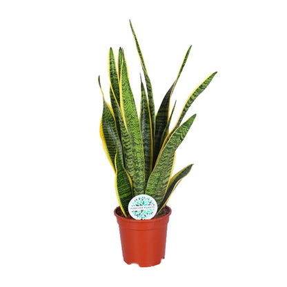 Sansevieria Trifasciata Laurentii Ø17cm | Luftreinigende Zimmerpflanze - Pflanzfix24