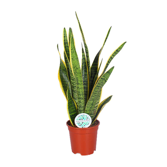 Sansevieria Trifasciata Laurentii Ø17cm | Luftreinigende Zimmerpflanze - Pflanzfix24