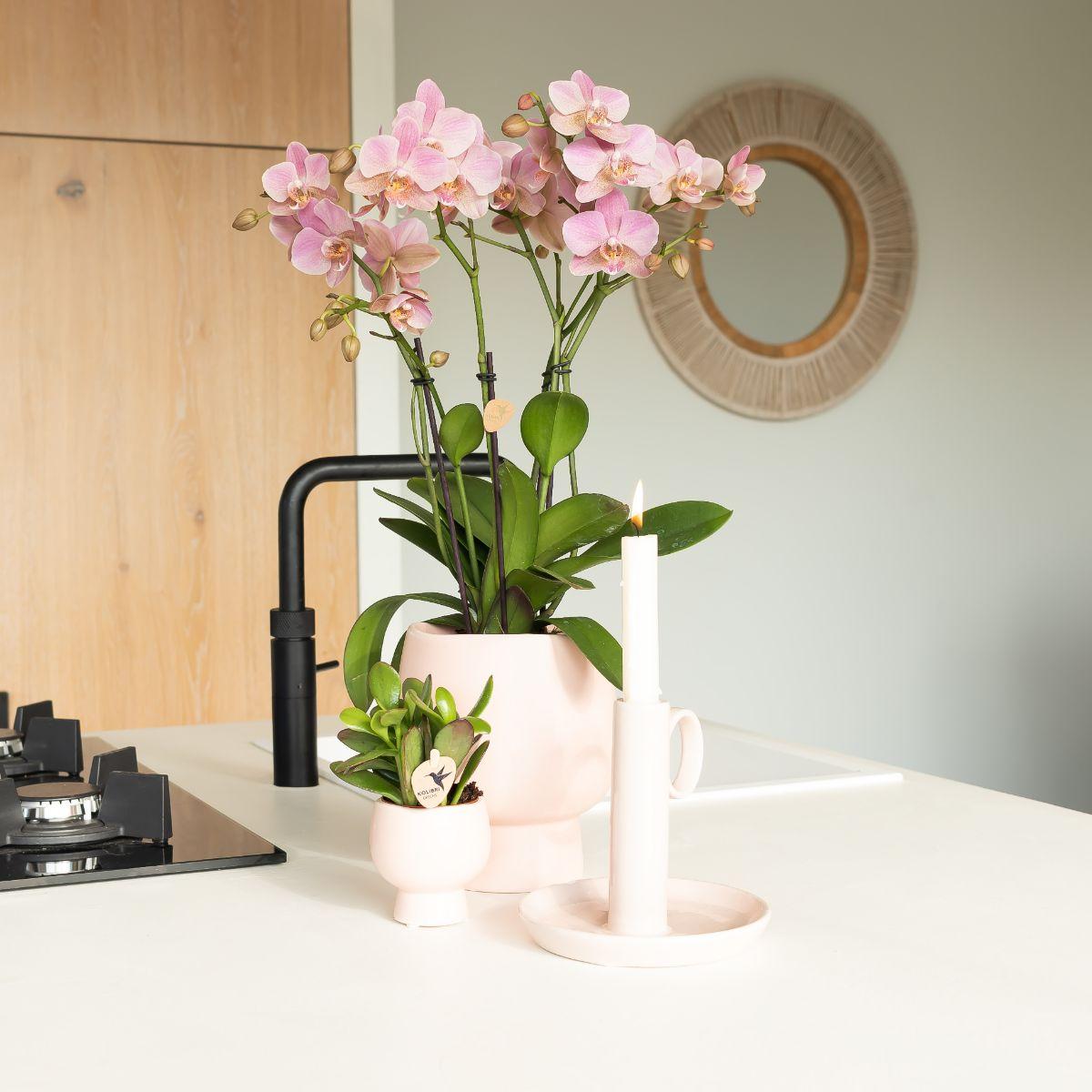 Phalaenopsis Orchidee Jewel Treviso Altrosa Ø12cm – 4 Zweige | Pflanzfix24.de - Pflanzfix24.de