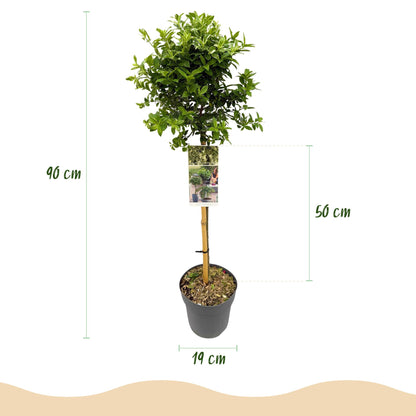 GreenboutiQ Euonymus fortunei Harlequin Stamm-Pflanze 19cm – Pflanzfix24