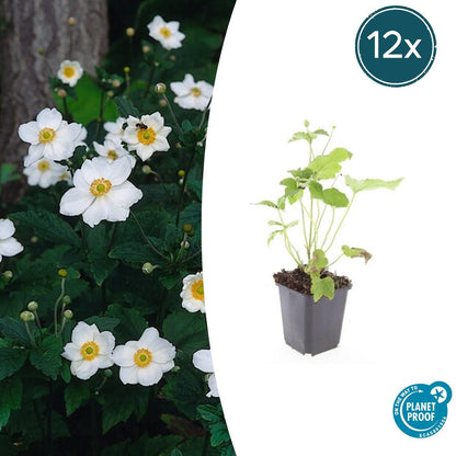 12x Anemone hyb. 'Honorine Jobert' – Herbstanemone – Pflanzfix24.de - Pflanzfix24.de