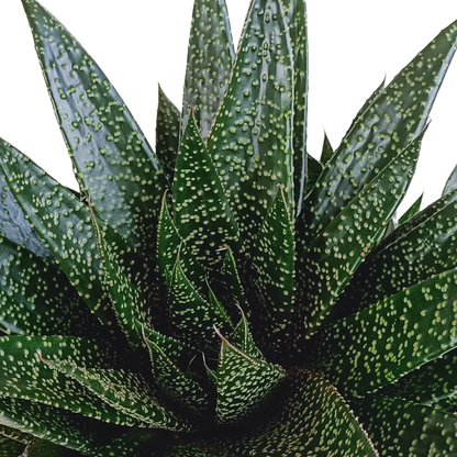 Gasteria 'd Due 17cm - Pflanzfix24.de - Pflanzfix24.de