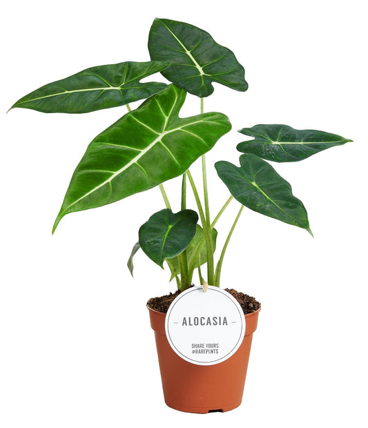 Alocasia Frydek - Zimmerpflanze im 12 cm Topf - Pflanzfix24.de - Pflanzfix24.de