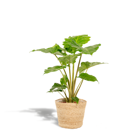 Alocasia Portodora - Ø21cm - ↕80cm + Korb Selin - Pflanzfix24