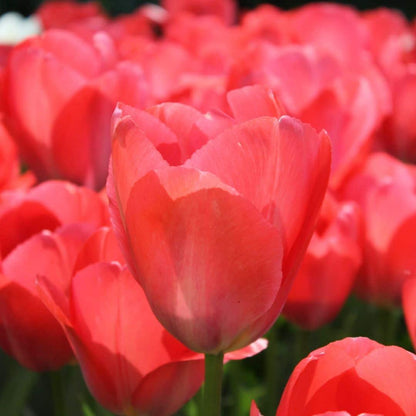 Tulpe 'Van Eijk' - 15 Blumenzwiebeln - Größe 12+ von Pflanzfix24