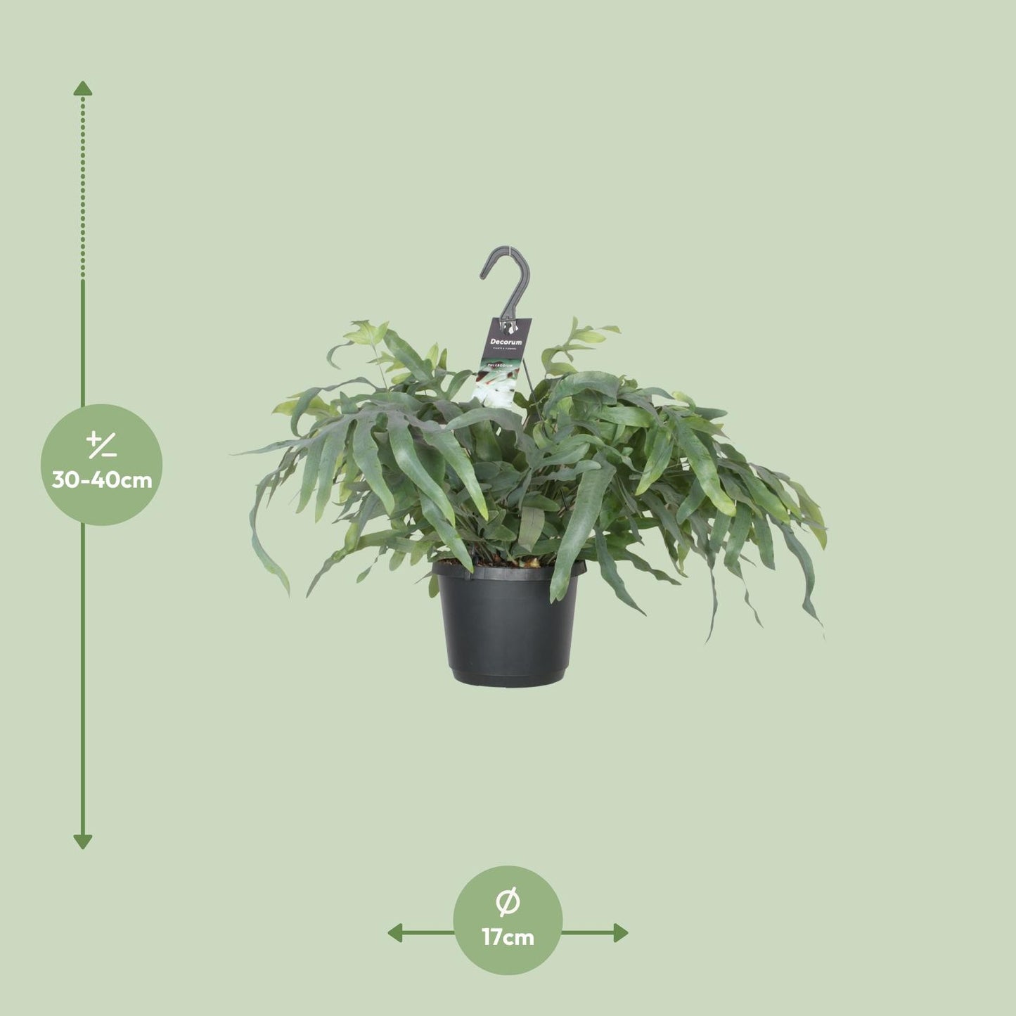 Phlebodium Blue Star Farn Ø17cm – Elegante Zimmerpflanze | Pflanzfix24.de - Pflanzfix24.de